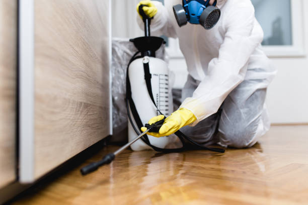 Best Local Pest Control Services  in Hebbronville, TX