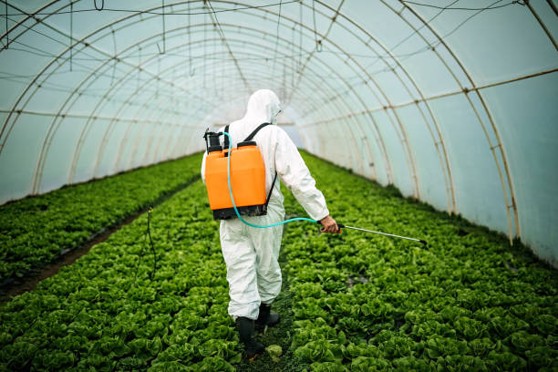 Insect Control in Hebbronville, TX