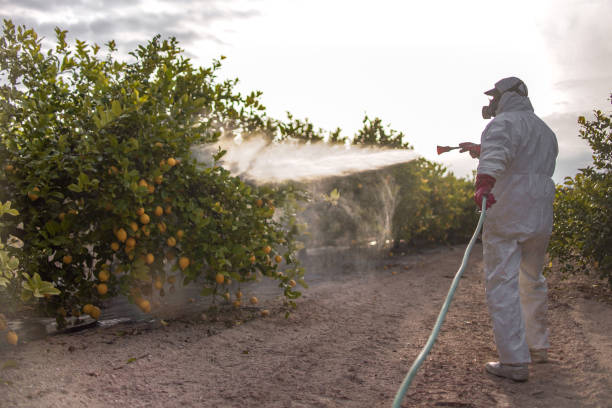Best Affordable Pest Control Services  in Hebbronville, TX
