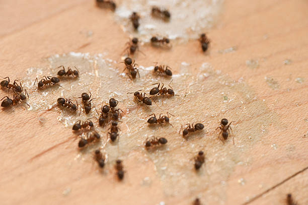 Best Bed Bug Extermination  in Hebbronville, TX