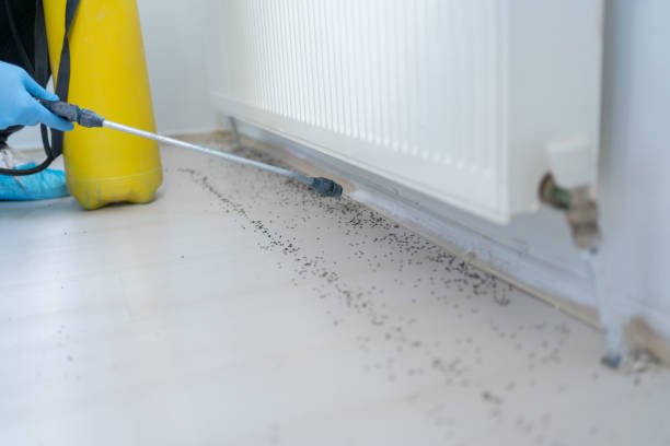 Best Bed Bug Extermination  in Hebbronville, TX
