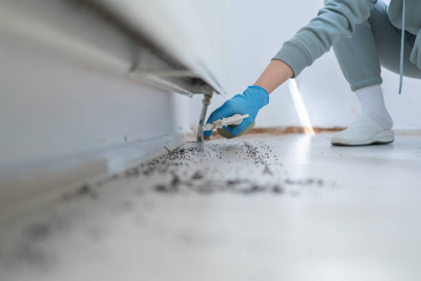 Best Spider Control Near Me  in Hebbronville, TX