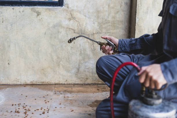 Best Pest Prevention Services  in Hebbronville, TX
